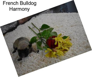 French Bulldog Harmony