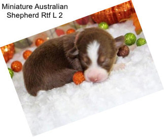 Miniature Australian Shepherd Rtf L 2