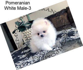 Pomeranian White Male-3