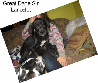 Great Dane Sir Lancelot