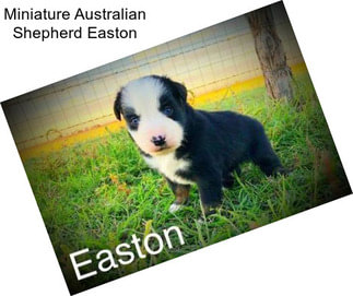 Miniature Australian Shepherd Easton