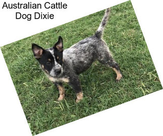 Australian Cattle Dog Dixie
