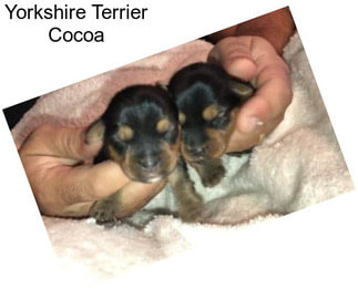 Yorkshire Terrier Cocoa