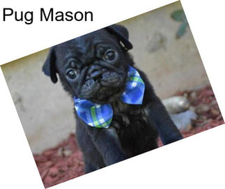 Pug Mason