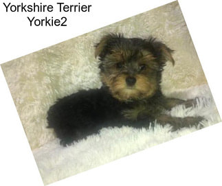 Yorkshire Terrier Yorkie2