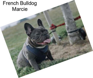 French Bulldog Marcie