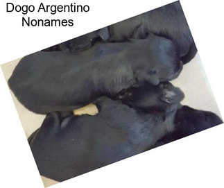 Dogo Argentino Nonames