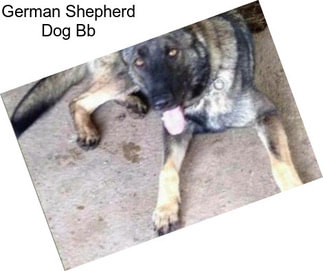 German Shepherd Dog Bb
