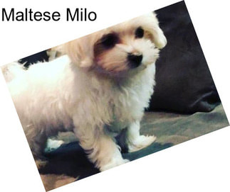 Maltese Milo
