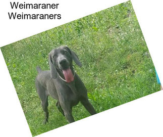 Weimaraner Weimaraners