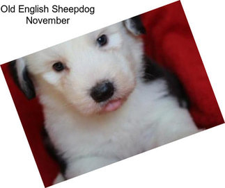 Old English Sheepdog November