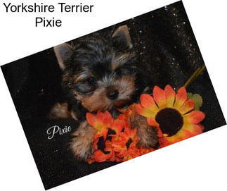 Yorkshire Terrier Pixie