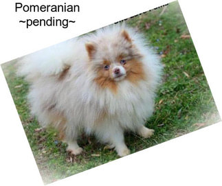 Pomeranian ~pending~