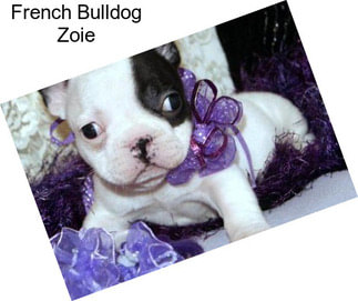 French Bulldog Zoie