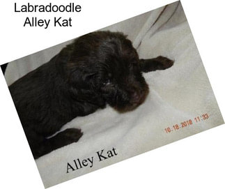 Labradoodle Alley Kat