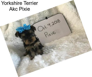 Yorkshire Terrier Akc Pixie