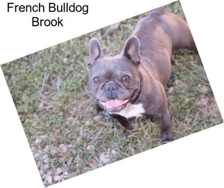 French Bulldog Brook