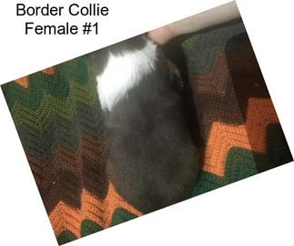 Border Collie Female #1