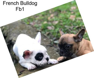 French Bulldog Fb1