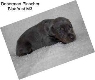 Doberman Pinscher Blue/rust M3