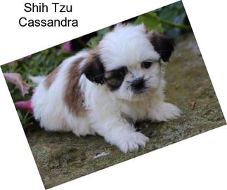 Shih Tzu Cassandra