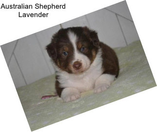 Australian Shepherd Lavender