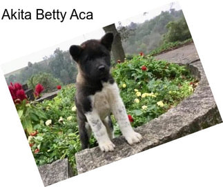 Akita Betty Aca