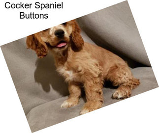 Cocker Spaniel Buttons