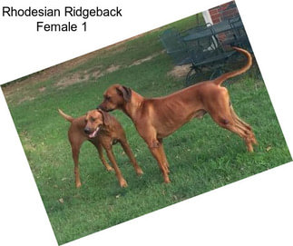 Rhodesian Ridgeback Female 1