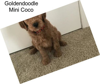 Goldendoodle Mini Coco