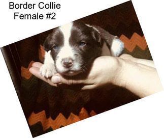 Border Collie Female #2
