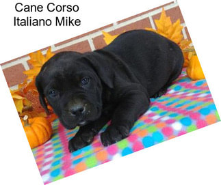 Cane Corso Italiano Mike