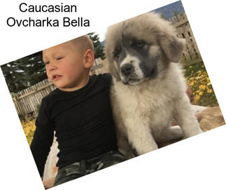 Caucasian Ovcharka Bella