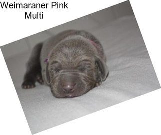Weimaraner Pink Multi