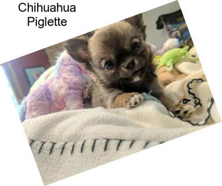 Chihuahua Piglette