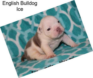 English Bulldog Ice