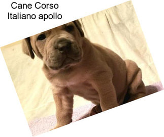 Cane Corso Italiano \