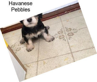 Havanese Pebbles