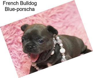 French Bulldog Blue-porscha