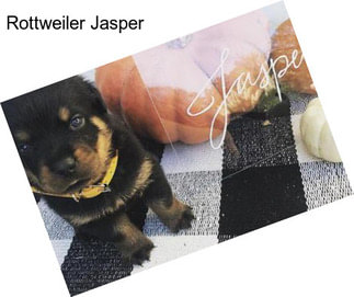 Rottweiler Jasper