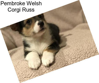 Pembroke Welsh Corgi Russ