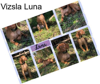 Vizsla Luna