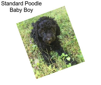 Standard Poodle Baby Boy