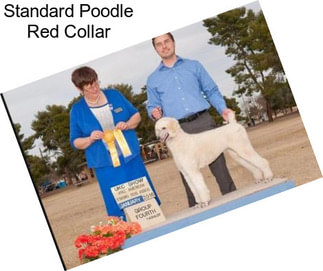 Standard Poodle Red Collar