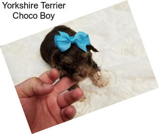 Yorkshire Terrier Choco Boy
