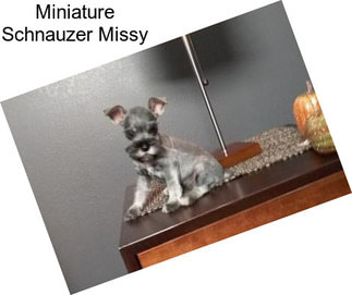 Miniature Schnauzer Missy