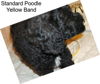 Standard Poodle Yellow Band