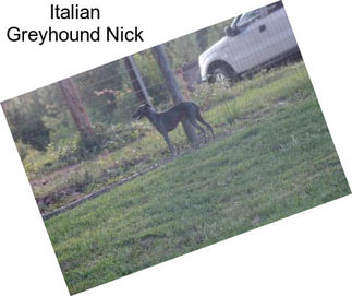 Italian Greyhound Nick