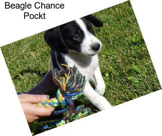 Beagle Chance Pockt