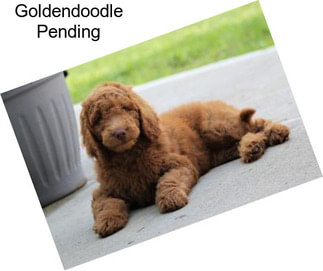 Goldendoodle Pending